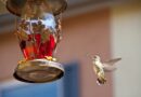 hummingbird feeding, hummingbird nectar