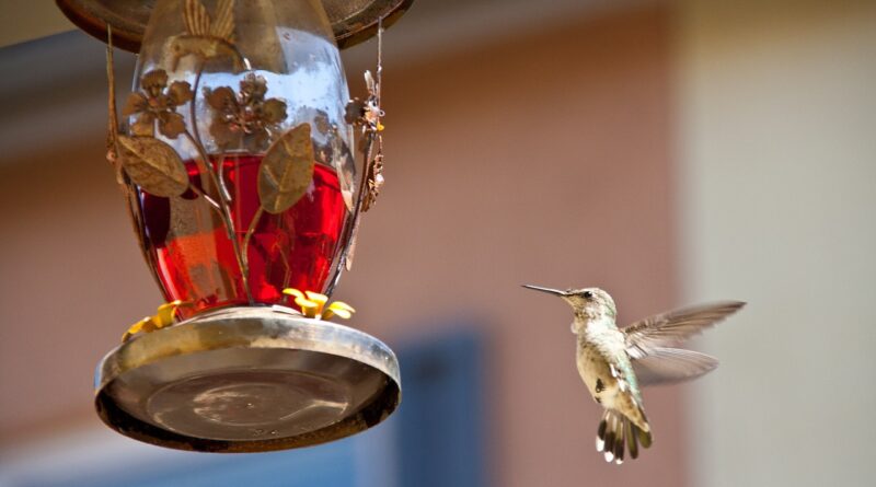 hummingbird feeding, hummingbird nectar