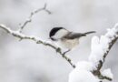 willow tit on a branch covered in snoow