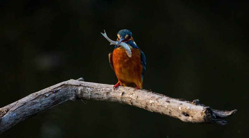 kingfisher with bird in mouth