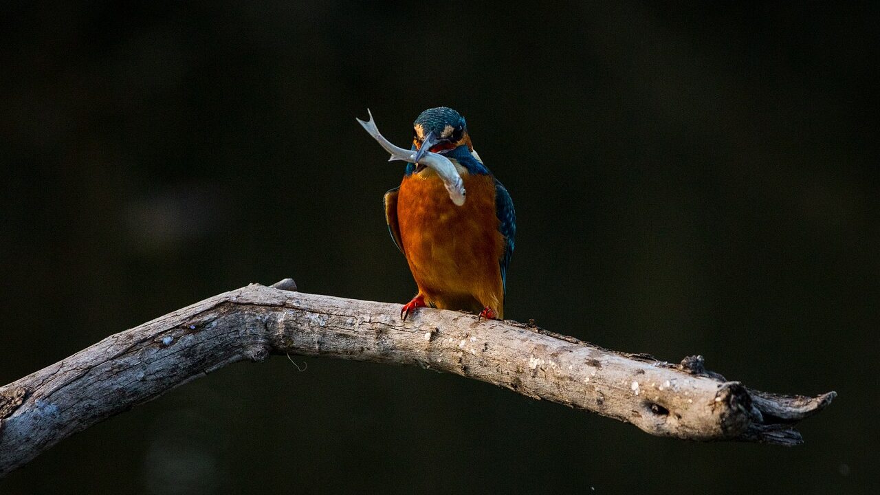 kingfisher with bird in mouth