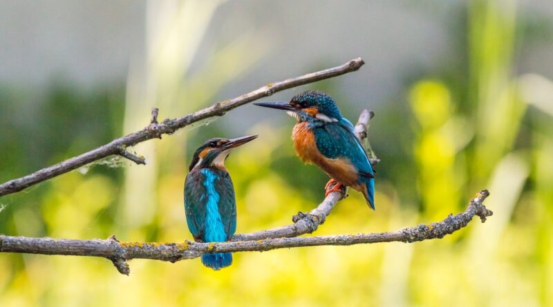 pair of kingfisher birds